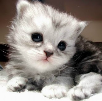 Michelle Chung Photo 41