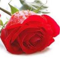 Dilcia Rodriguez Photo 5