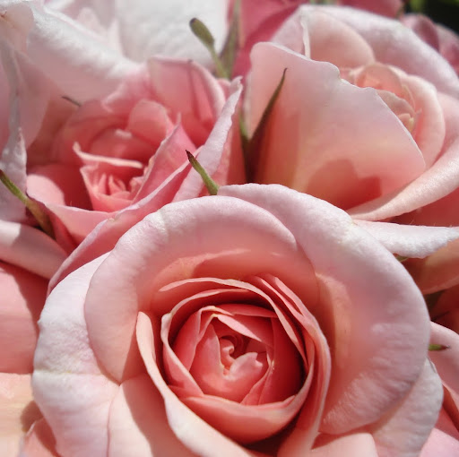 Danielle Davidson Photo 13