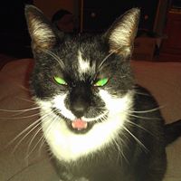 Josh Mercer Photo 29