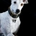 Janet Wicks Photo 10