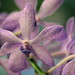 Jill Blue Photo 15