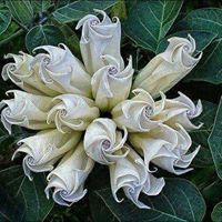 Nancy Stephenson Photo 25