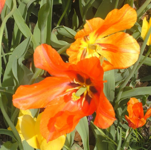 Connie Fitzpatrick Photo 12