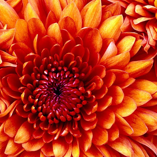 Margaret Fitzpatrick Photo 23