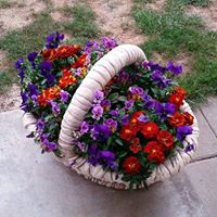 Pamela Goodwin Photo 29