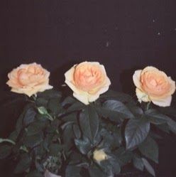 Stephanie Foreman Photo 12