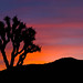Joshua Masters Photo 41