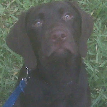 Patrick Forte Photo 16 Patrick Forte Photo 16