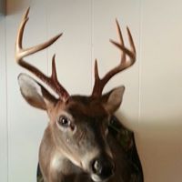 Wallace Summers Photo 11