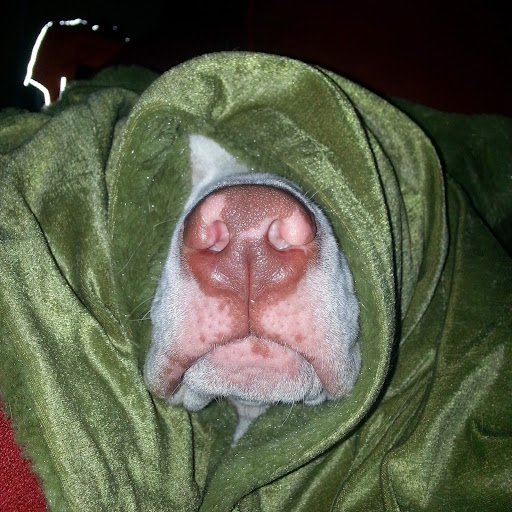 Julie Levine Photo 17