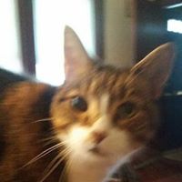 Henry Corcoran Photo 8