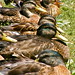 Ray Mallard Photo 12