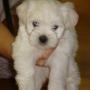Young Han Photo 25