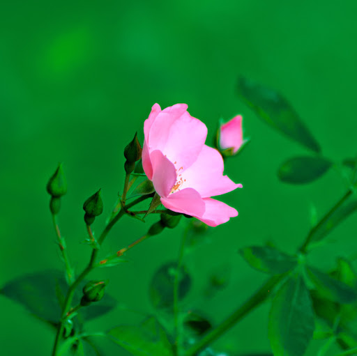 Phyllis Campbell Photo 19