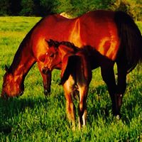 Phyllis Vincent Photo 31