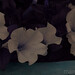 Marc Blanc Photo 9