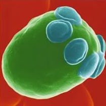 Nathaniel Ferguson Photo 29