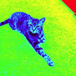 Joan Macpherson Photo 4