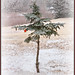 Merry Browning Photo 6