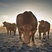 Misty Crisp Photo 9