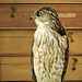 Roger Sharp Photo 17