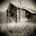 Diana Harvey Photo 14