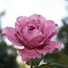 Debra Rose Photo 19