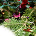 Debbie Garland Photo 36