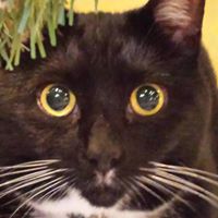 Chandra Hodge Photo 4