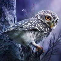 Julie Mckernan Photo 9