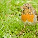 Robin Short Photo 9
