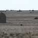Frank Devine Photo 41