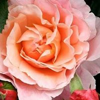 Kristin Kuehner Photo 3