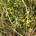 Susan Maier Photo 11