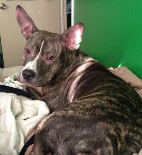 Michael Tedesco Photo 32