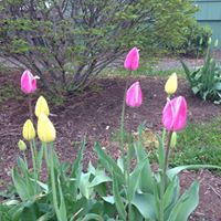 Darlene Stephenson Photo 8