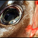 Deborah Fish Photo 23