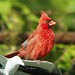 Richard Cardinal Photo 16