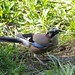 Jay Carr Photo 16