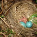 Robin Hatch Photo 33