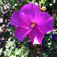 Connie Cullen Photo 16