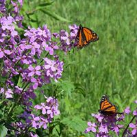 Carol Mcgregor Photo 9