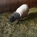 Joshua Schroeder Photo 33