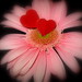 Brenda Valentine Photo 35