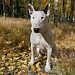 Bob English Photo 24