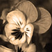 Pansy Johnson Photo 8