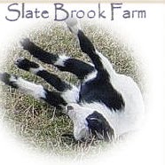 Julie Kenyon Photo 10