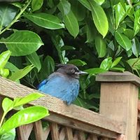 Lisa Gillies Photo 7