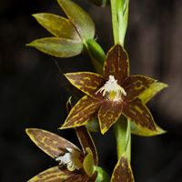 Pam Goodman Photo 17